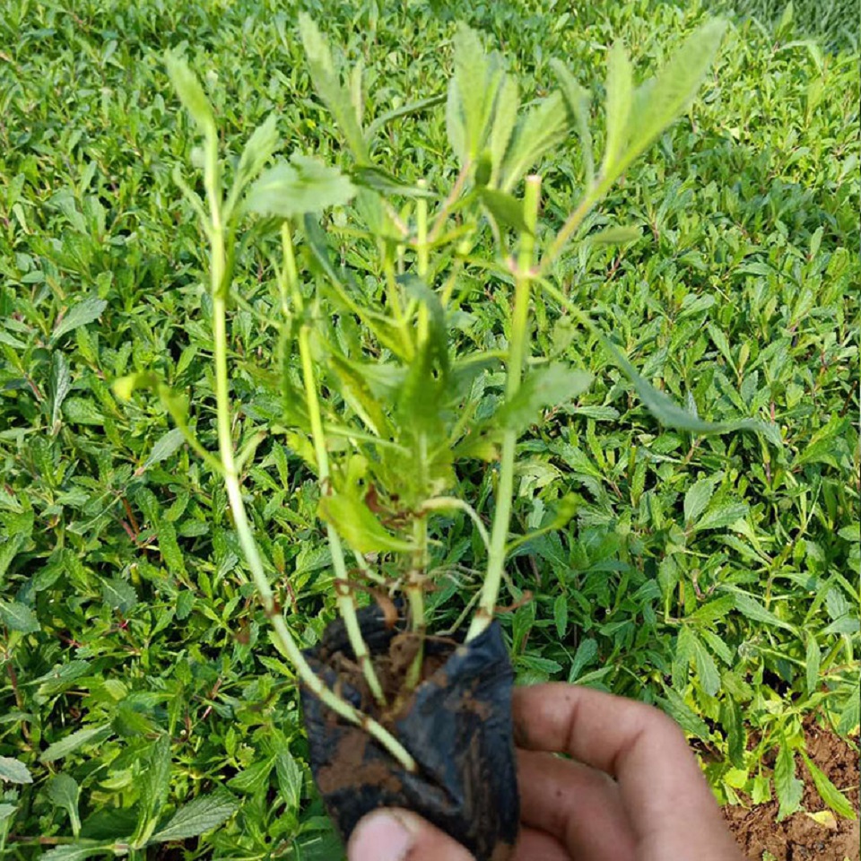 马鞭草 多年生地被宿根花海小苗 小精灵马鞭草 基地直供