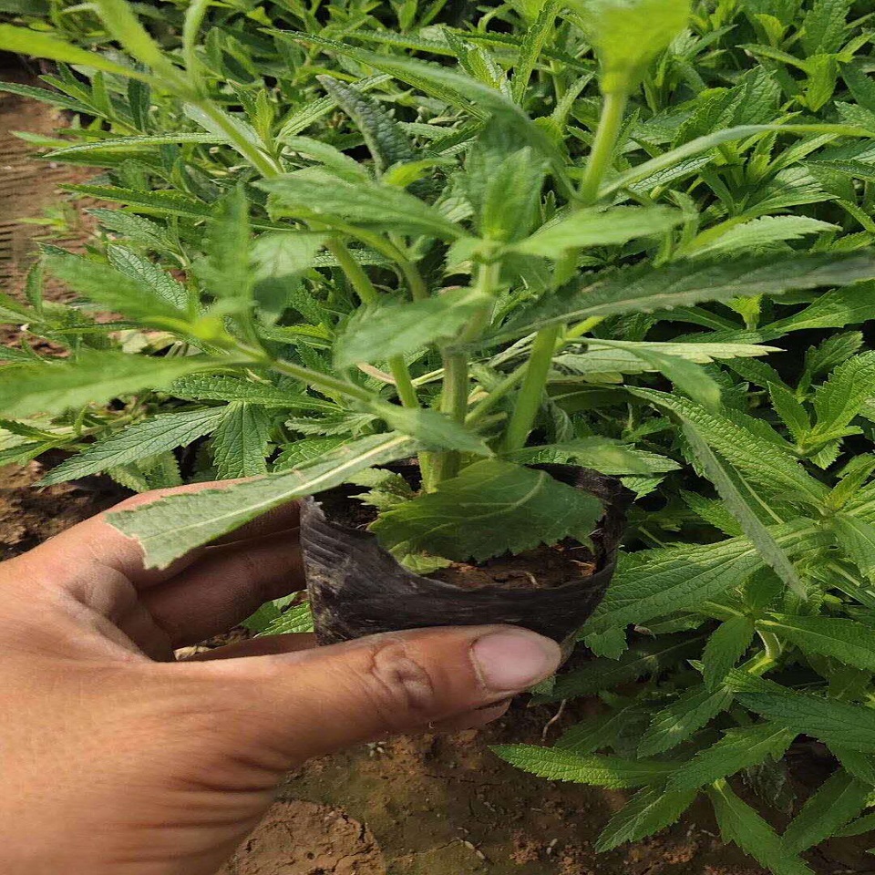 马鞭草 露天种植 花海用马鞭草小苗批发基地 小精灵