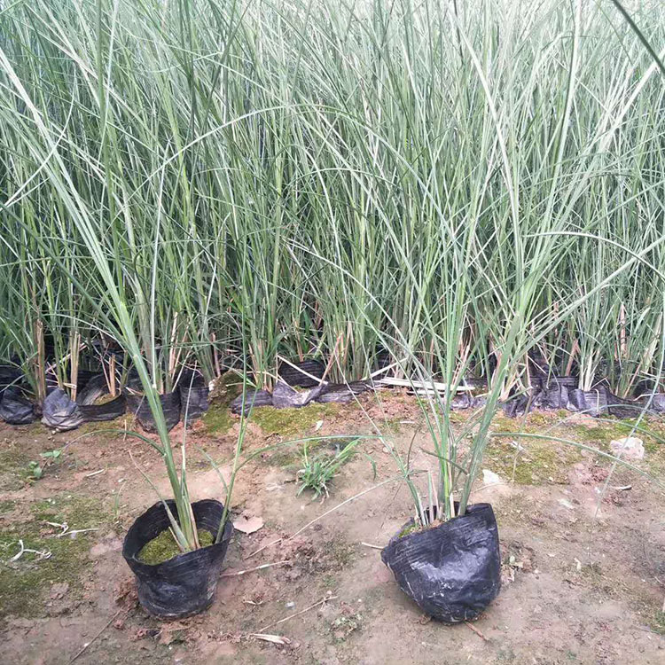 细叶芒 姿态优美形态多样 小精灵基地批发销售细叶芒小苗