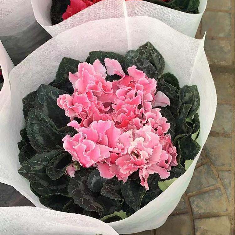 仙客来 盆栽观赏室内布置盆栽花卉 宇宙花卉基地直供仙客来