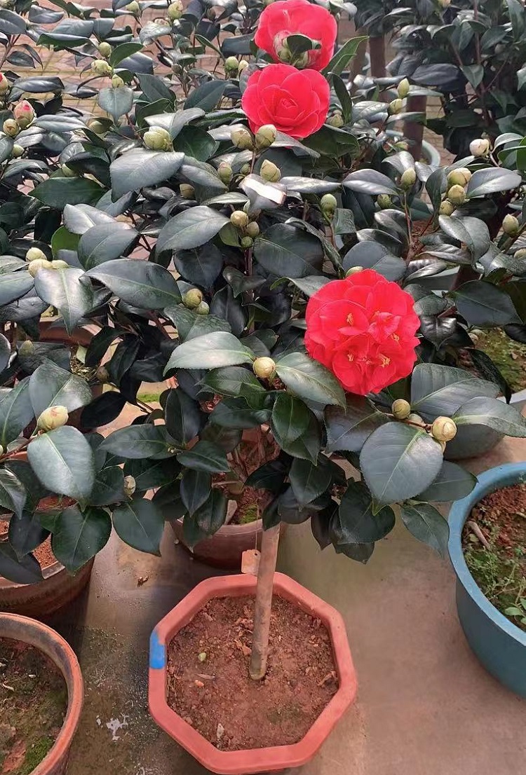 茶花 花形艳丽缤纷 宇宙花卉 山东茶花盆栽供应基地