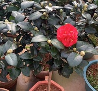 茶花 花形艳丽缤纷 宇宙花卉 山东茶花盆栽供应基地