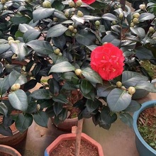 茶花 花形艳丽缤纷 宇宙花卉 山东茶花盆栽供应基地