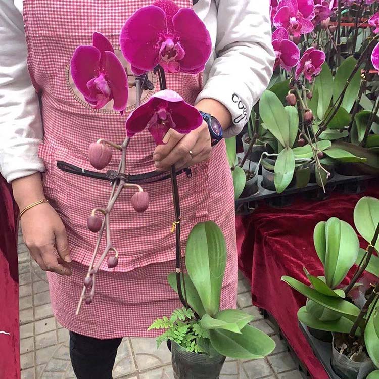蝴蝶兰 盆栽蝴蝶兰批发商 宇宙花卉