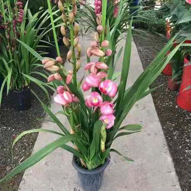 批发大花蕙兰价格 宇宙花卉基地直供优良大花蕙兰 观花多年生草本植物