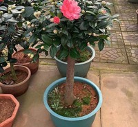 宇宙基地直供茶花 花型秀美多样