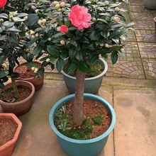 宇宙基地直供茶花 花型秀美多样