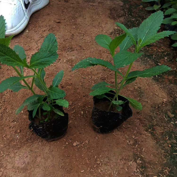 青州马鞭草种植户  马鞭草种子  马鞭草批发 夏杰花卉