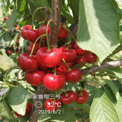 白玉大樱桃苗批发价格羽腾樱桃苗圃