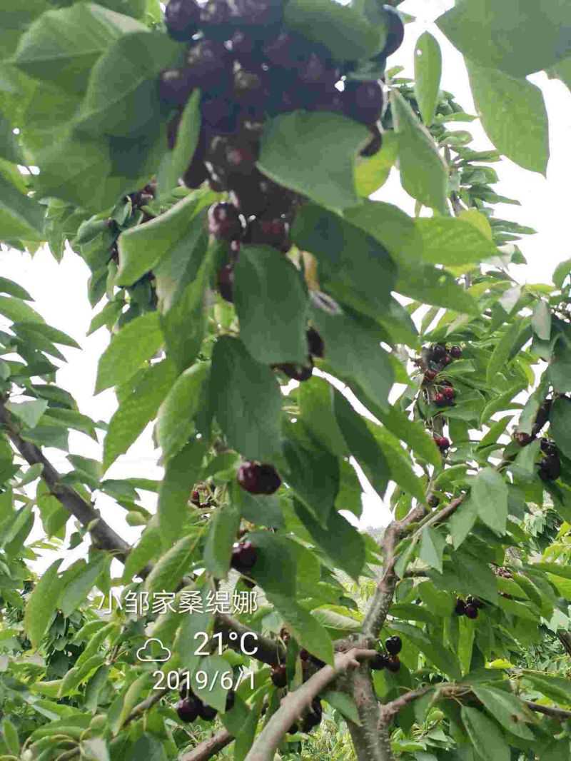 美早樱桃树苗种植基地羽腾樱桃苗厂家