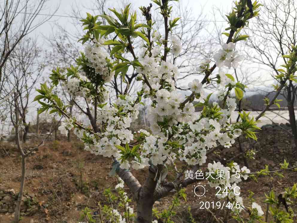 车厘子大樱桃苗种植时间羽腾樱桃苗供应