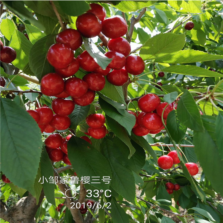 矮化大樱桃苗批发价格羽腾樱桃苗厂家