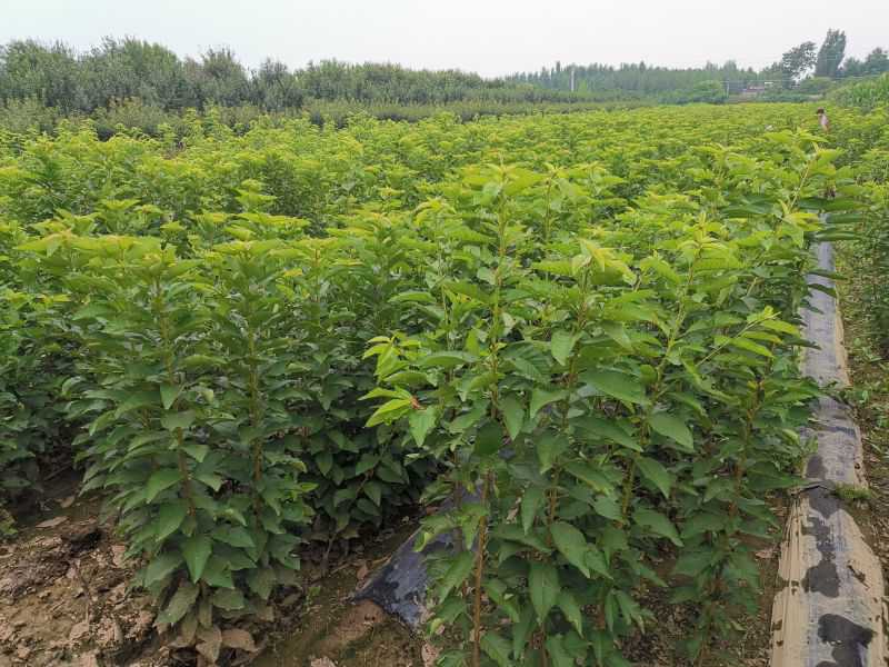 吉塞拉矮化樱桃苗吉塞拉小苗砧木苗批发价格出售