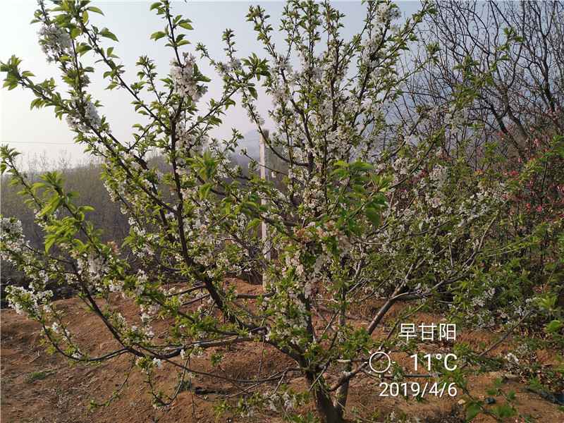 吉塞拉12号樱桃苗几年结果早熟新品种