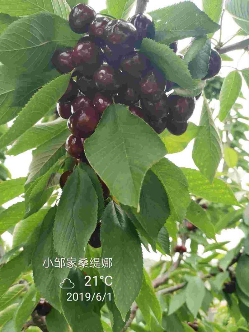 萨米脱樱桃树苗种植基地羽腾樱桃苗供应