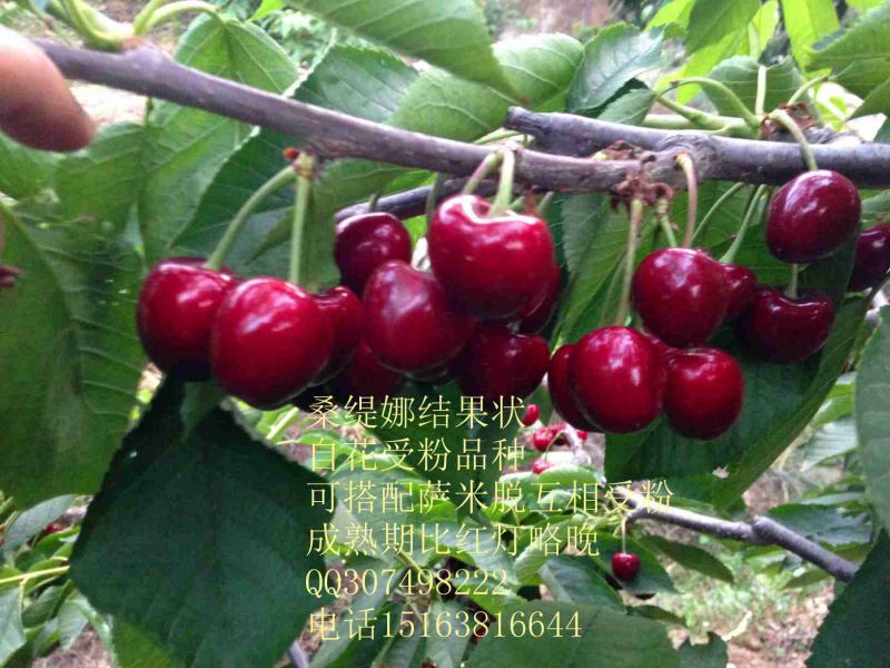 齐早樱桃树苗几月份种植早熟新品种