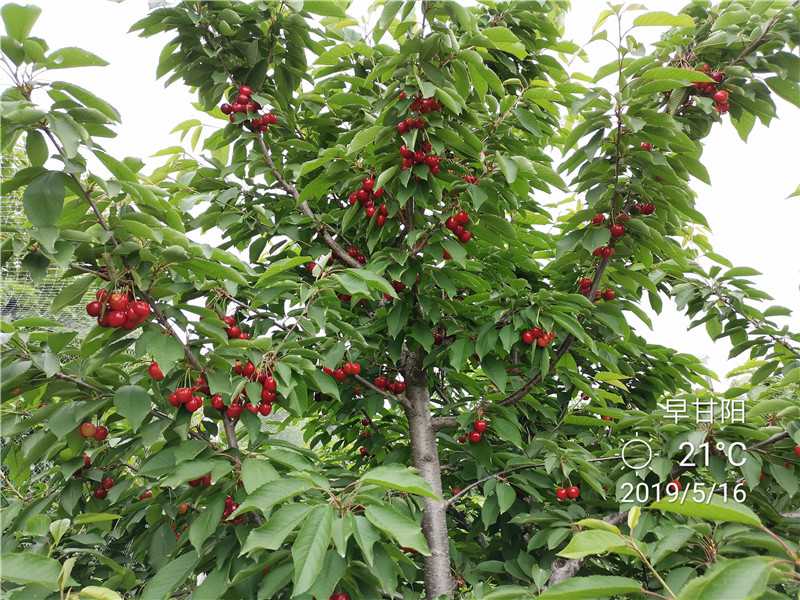 美早大樱桃苗种植基地羽腾樱桃苗厂家
