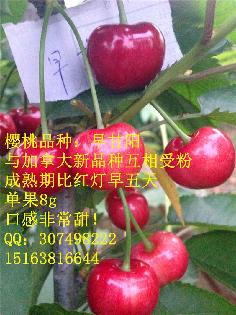 齐早樱桃树苗几月份种植羽腾樱桃苗圃