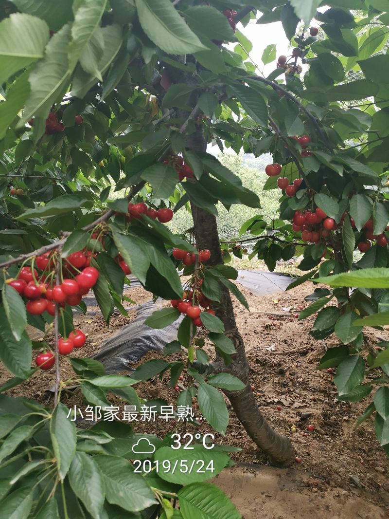 桑提娜樱桃树苗培育方法羽腾樱桃苗圃
