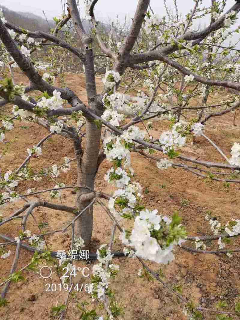 桑提娜大樱桃苗批发直供樱桃苗圃基地羽腾樱桃中熟品种