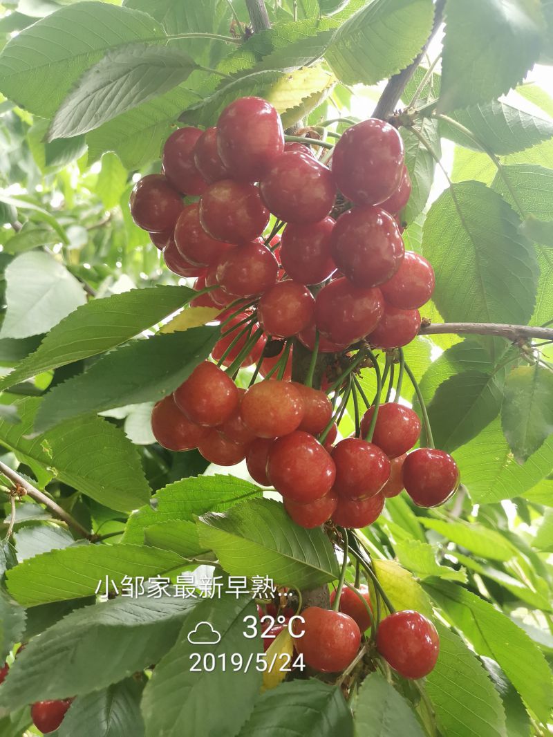 早熟高产抗裂果樱桃树苗抗裂果大樱桃苗批发厂家
