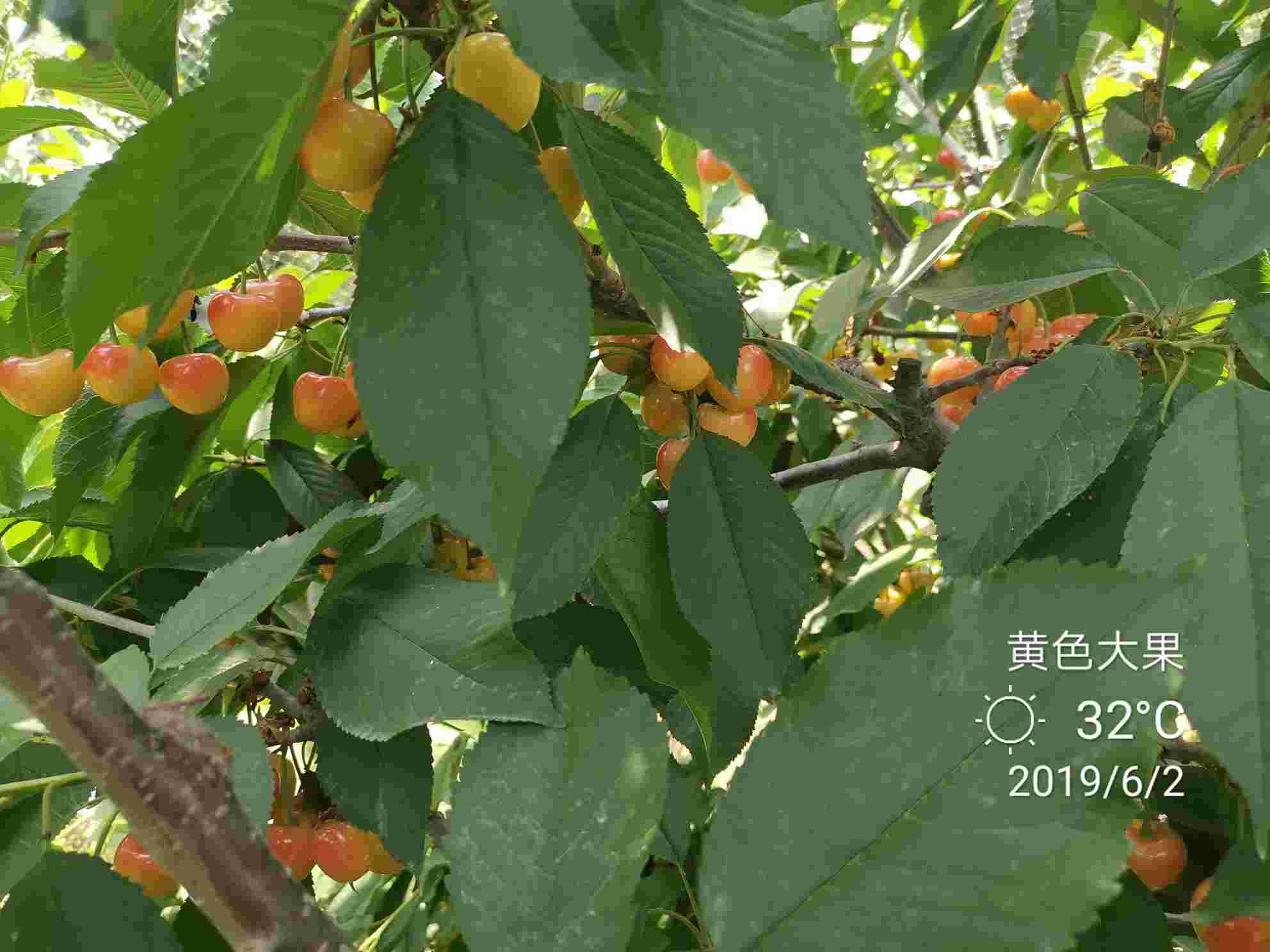 萨米脱大樱桃苗图片羽腾樱桃苗圃