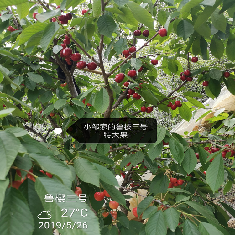 黑珍珠车厘子樱桃如何培育羽腾樱桃苗供应