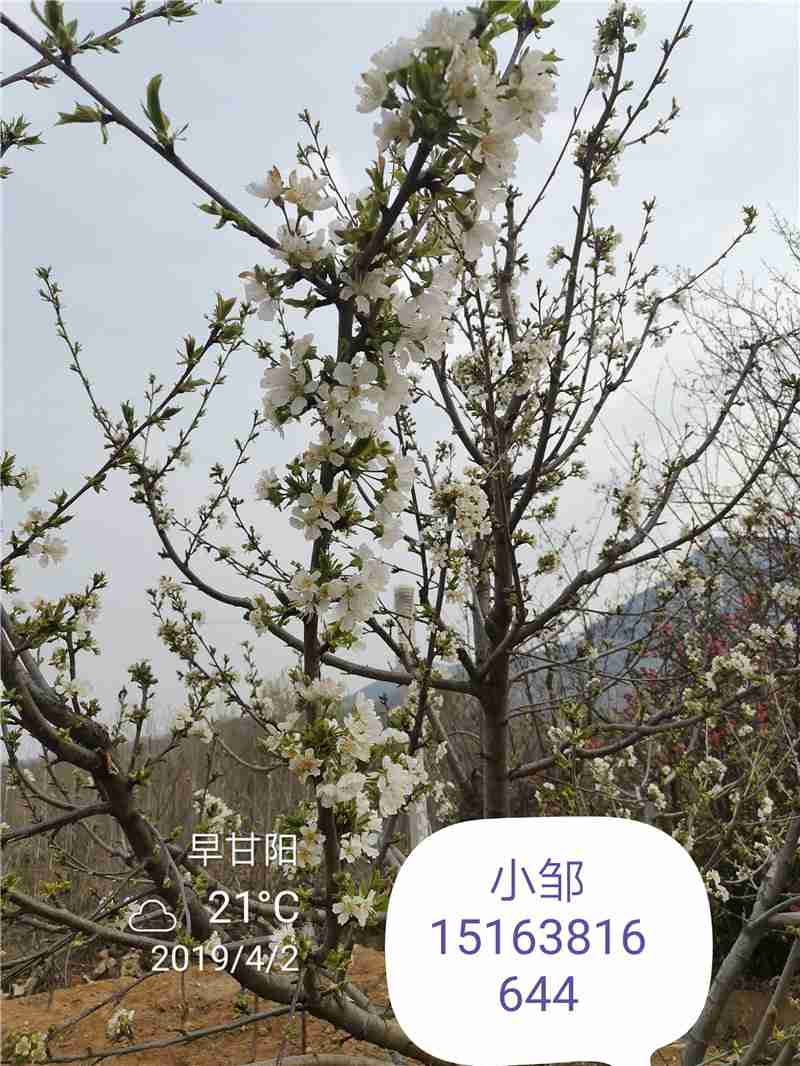 羽腾樱桃苗圃基地大量批发出售早甘阳大樱桃树苗