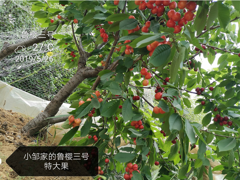 车厘子樱桃苗种植与管理樱桃苗新品种