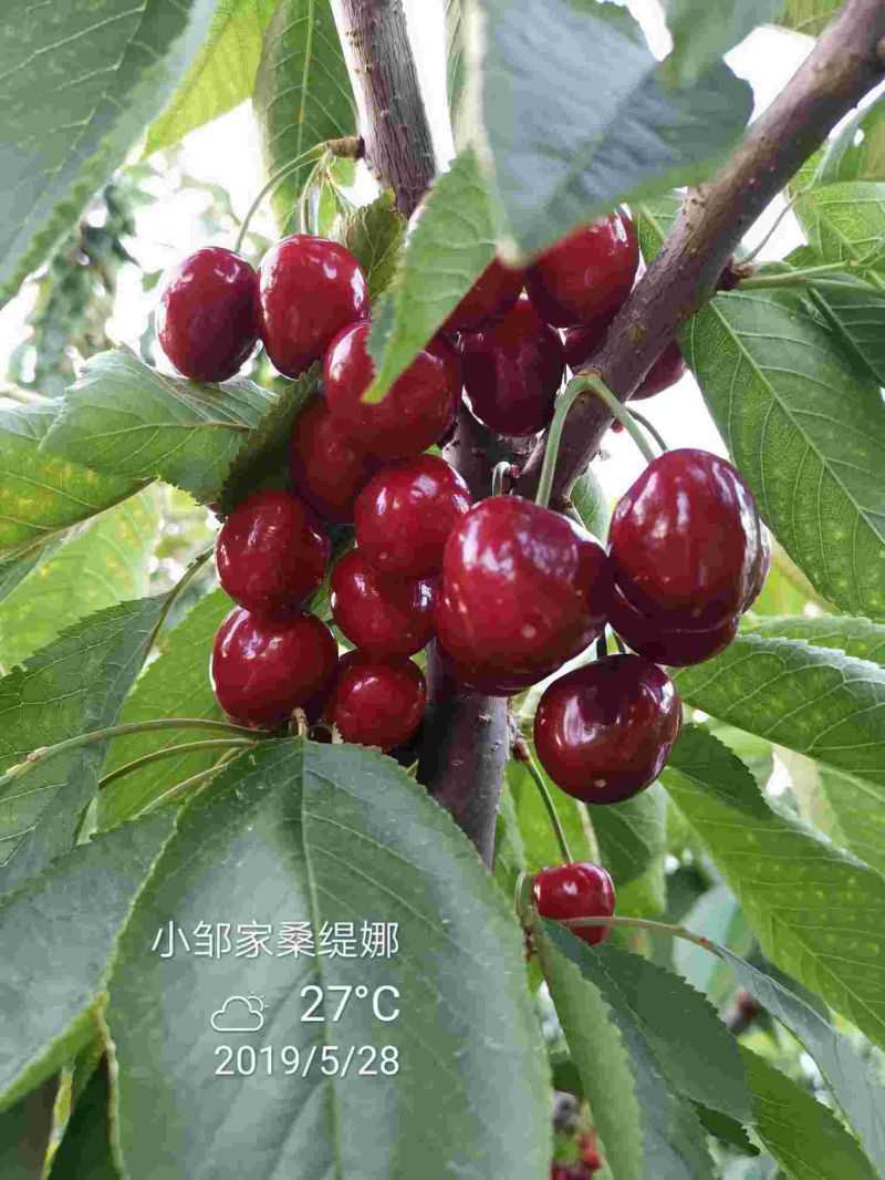 雷吉娜大樱桃树苗修剪方法早熟新品种