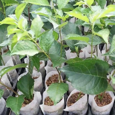 齐早大樱桃苗培育方法羽腾樱桃苗圃