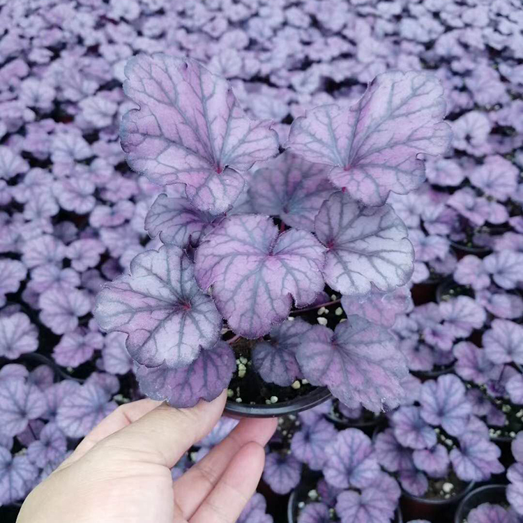 多色系矾根小苗供应 矾根盆栽价格  景点花坛租摆点缀用花 耐寒抗冻 