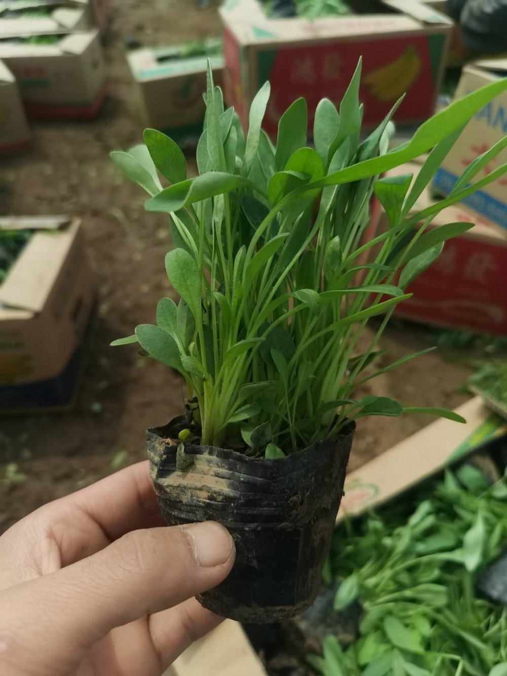 潍坊金鸡菊报价优质金鸡菊小苗批发价格金鸡菊批发供应