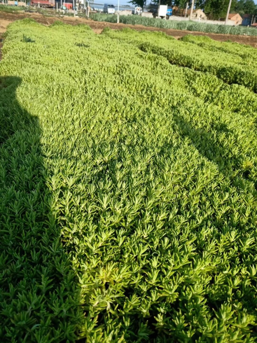 佛甲草价格以及其功效与作用  佛甲草小苗