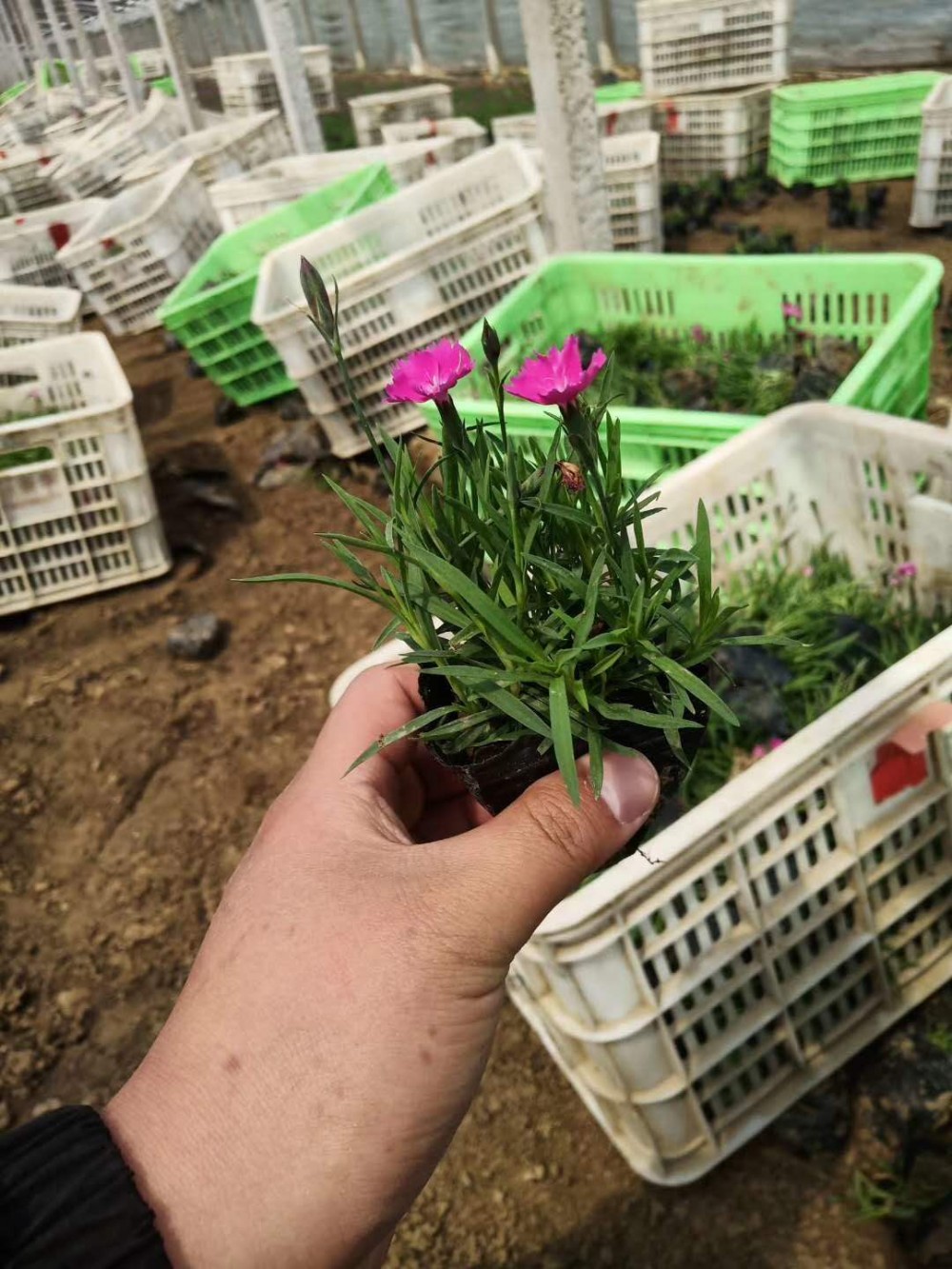 金鸡菊花海山东金鸡菊价格