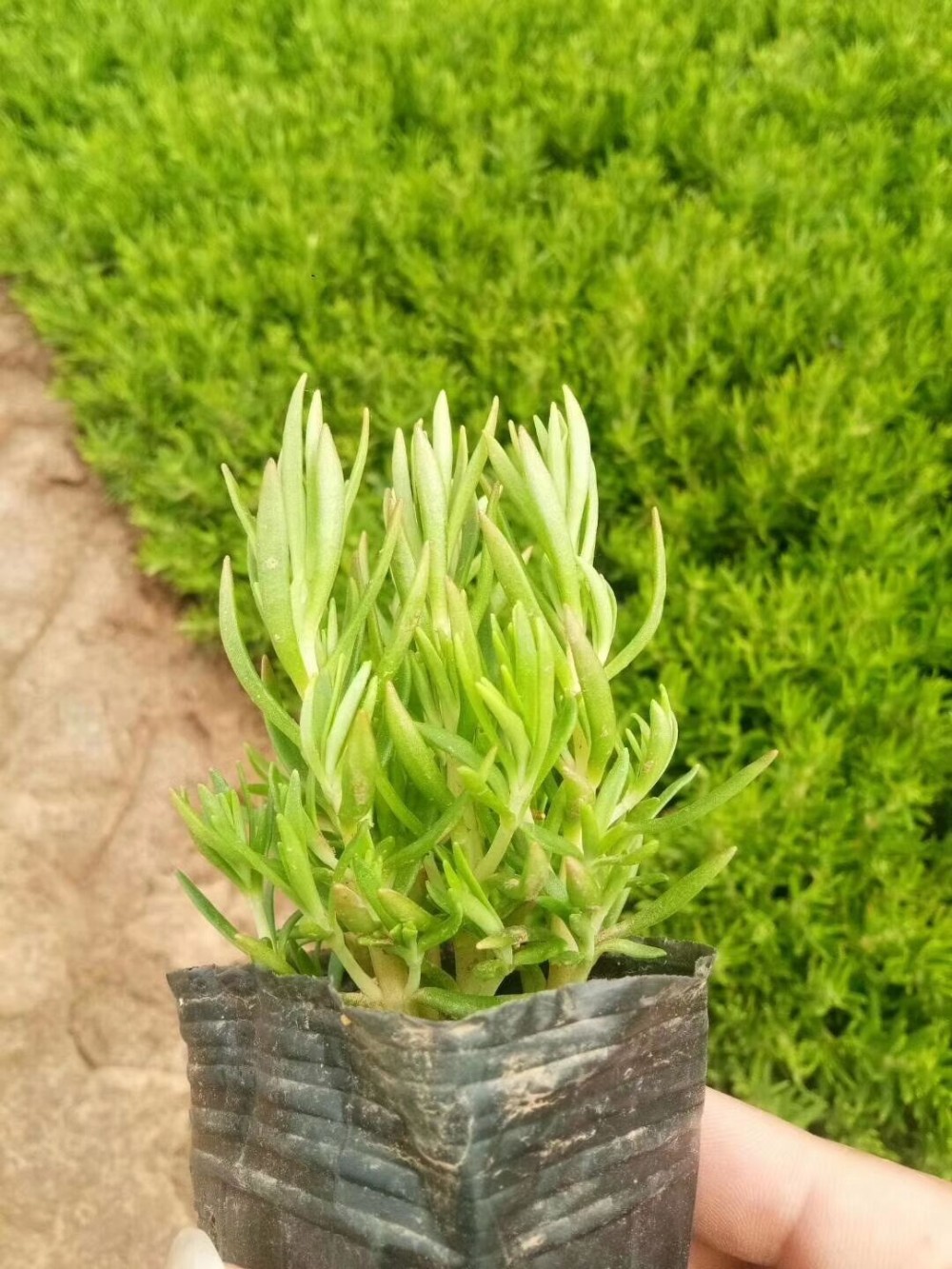 佛甲草价格一平方  白佛甲草批发