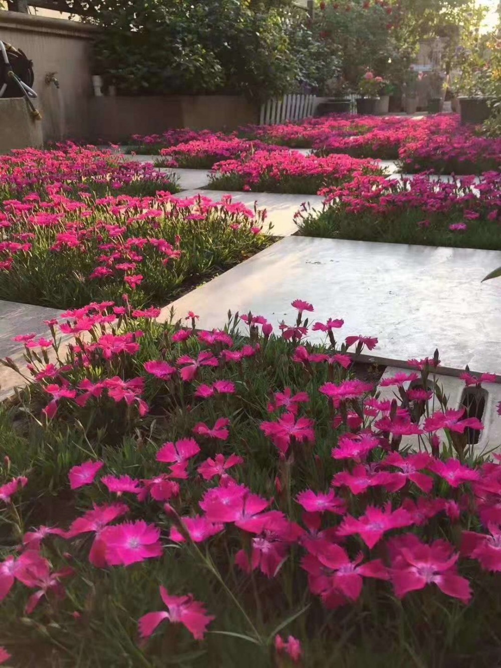 细叶芒价格表 自产自销细叶芒