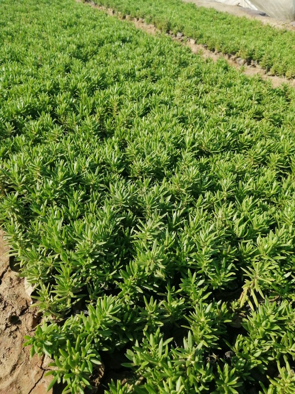 广西佛甲草基地  佛甲草小苗