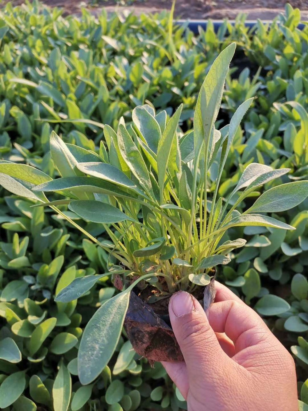 青州金鸡菊基地金鸡菊价格查询