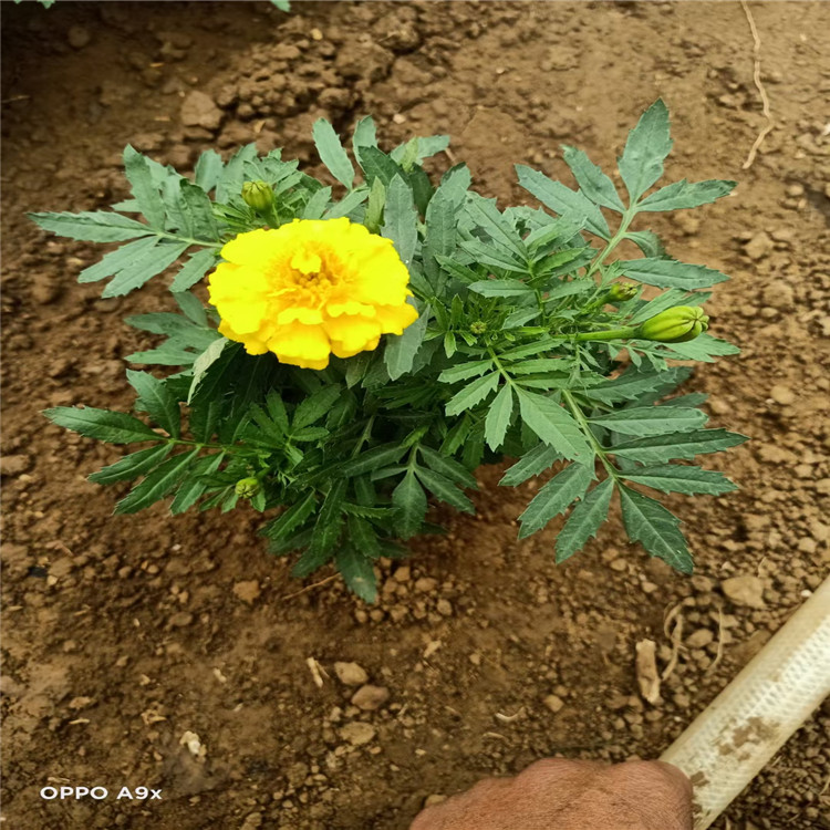 孔雀草培育 孔雀草批发价格 山东青州孔雀草基地 江瑞草花