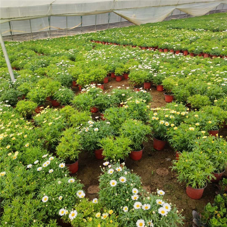 基地批售木春菊盆栽  木春菊报价  花期长，观赏性好