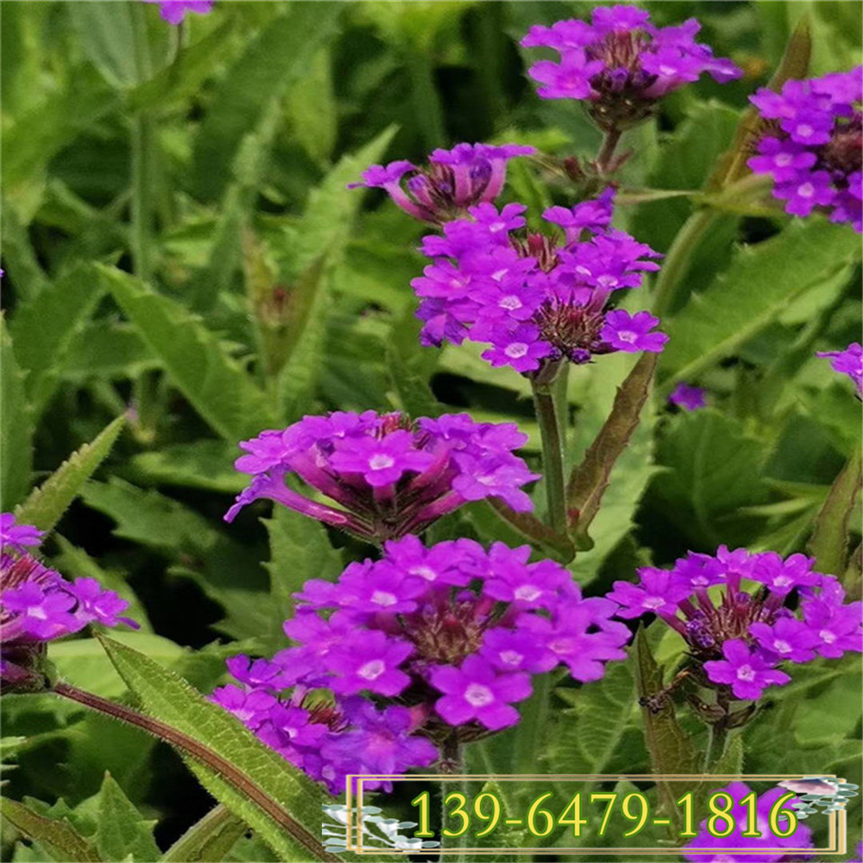绿植马鞭草盆栽苗 花海景观5-11月开花 工程用草花苗
