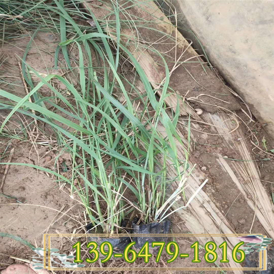 青州柳枝稷种植户 北方柳枝稷营养杯苗价格 柳枝稷小苗