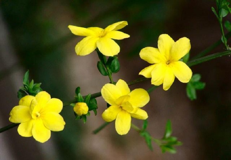 山东迎春花价格 青州迎春花批发 迎春苗种植基地