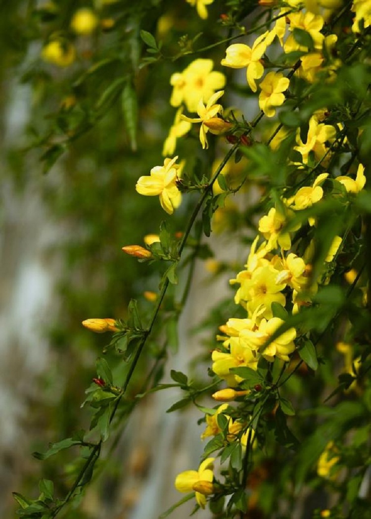 迎春花批发价格