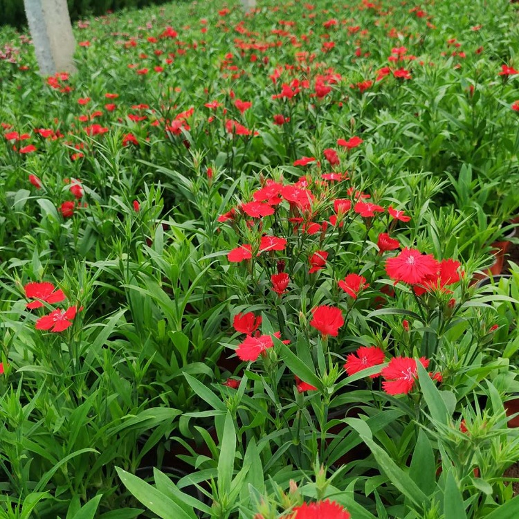 大花石竹批发