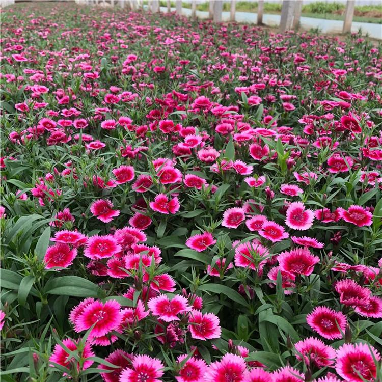  杂交石竹 顺和花卉 杂交石竹批发