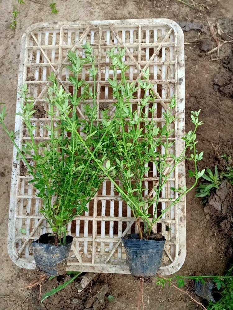 绿化用迎春花价格 丛生迎春花基地