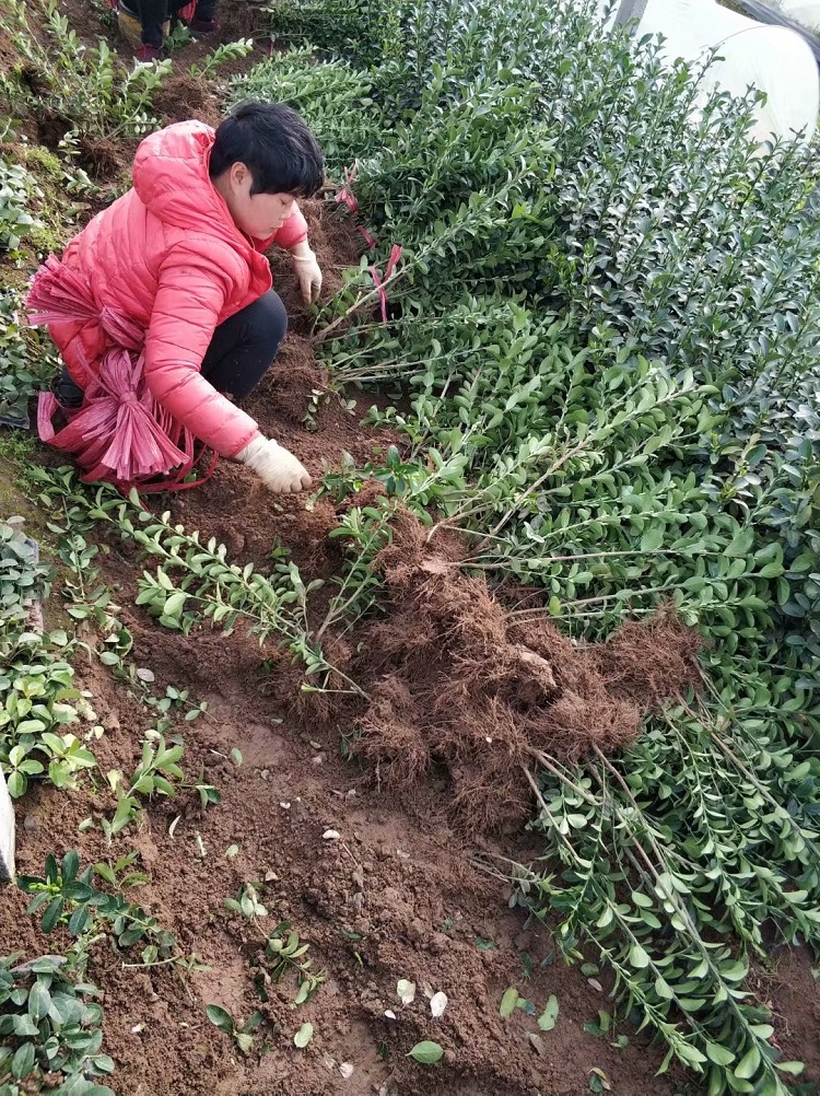 大叶黄杨批发