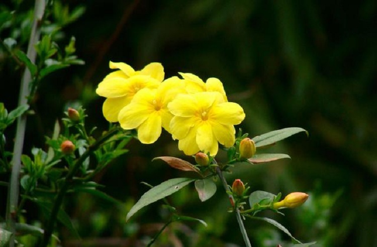营养钵迎春花批发 多分枝迎春花价格 杯苗迎春花基地